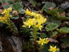 Sedum morrisonense