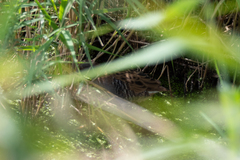Rallus aquaticus