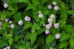 Persicaria runcinata