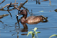 Aythya australis