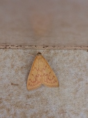 Pyraustinae