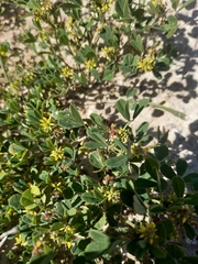 Medicago polymorpha