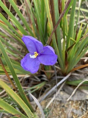 Patersonia