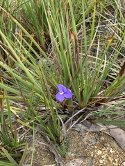 Patersonia