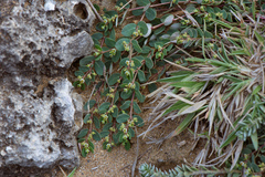 Euphorbia garanbiensis