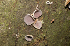 Auricularia polytricha