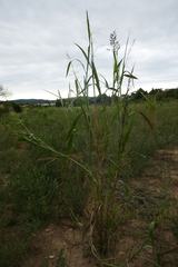 Sorghum bicolor