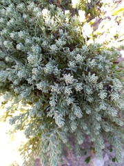Chenolea diffusa