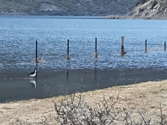Himantopus leucocephalus