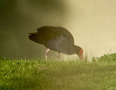 Porphyrio melanotus