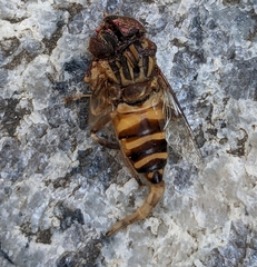 Eristalinus