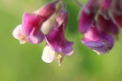 Lathyrus palustris