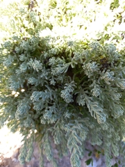 Chenolea diffusa