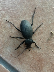 Carabus coriaceus