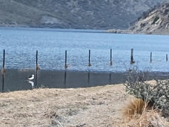Himantopus leucocephalus