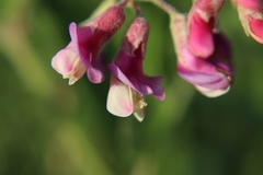 Lathyrus palustris