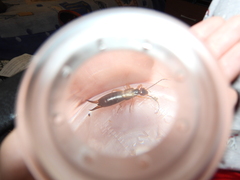 Forficula auricularia