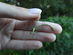 Lestes virens vestalis