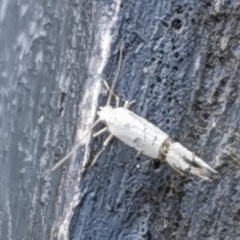 Argyresthia curvella