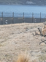 Himantopus leucocephalus