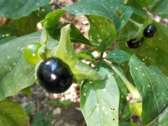 Atropa belladonna