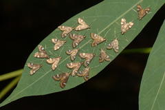 Strepsinoma croesusalis