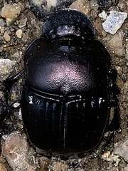 Phanaeus triangularis