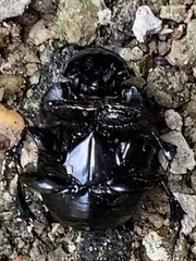 Phanaeus triangularis