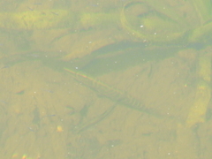 Esox lucius