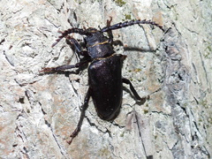 Prionus coriarius