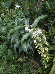 Clerodendrum