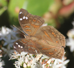 Junonia natalica natalica