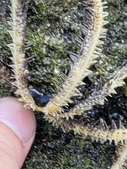 Ophiocoma scolopendrina image