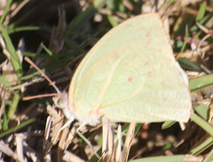 Catopsilia florella