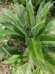 Cycas