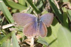 Zizeeria knysna