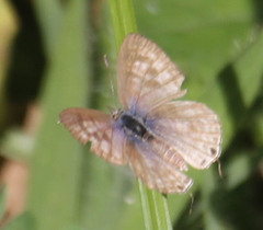Leptotes