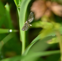 Parapoynx fluctuosalis