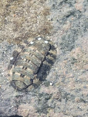 Liolophura