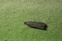 Ephestia elutella