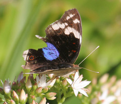 Junonia oenone