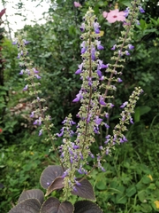 Coleus scutellarioides