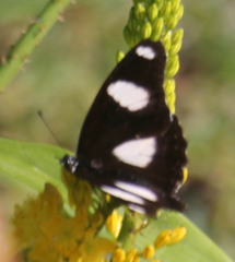 Hypolimnas misippus