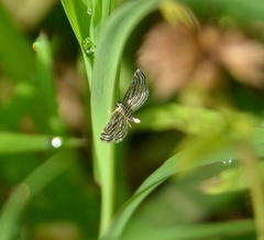 Parapoynx fluctuosalis