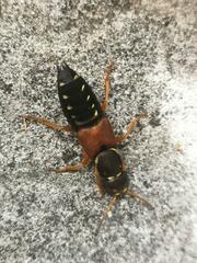 Staphylinus dimidiaticornis