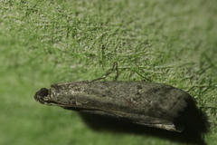 Ephestia elutella
