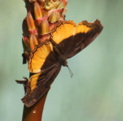 Eurytela dryope