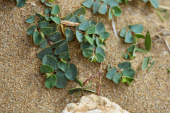 Euphorbia garanbiensis