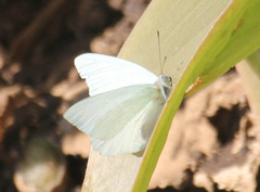 Dixeia charina
