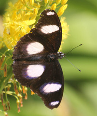 Hypolimnas misippus